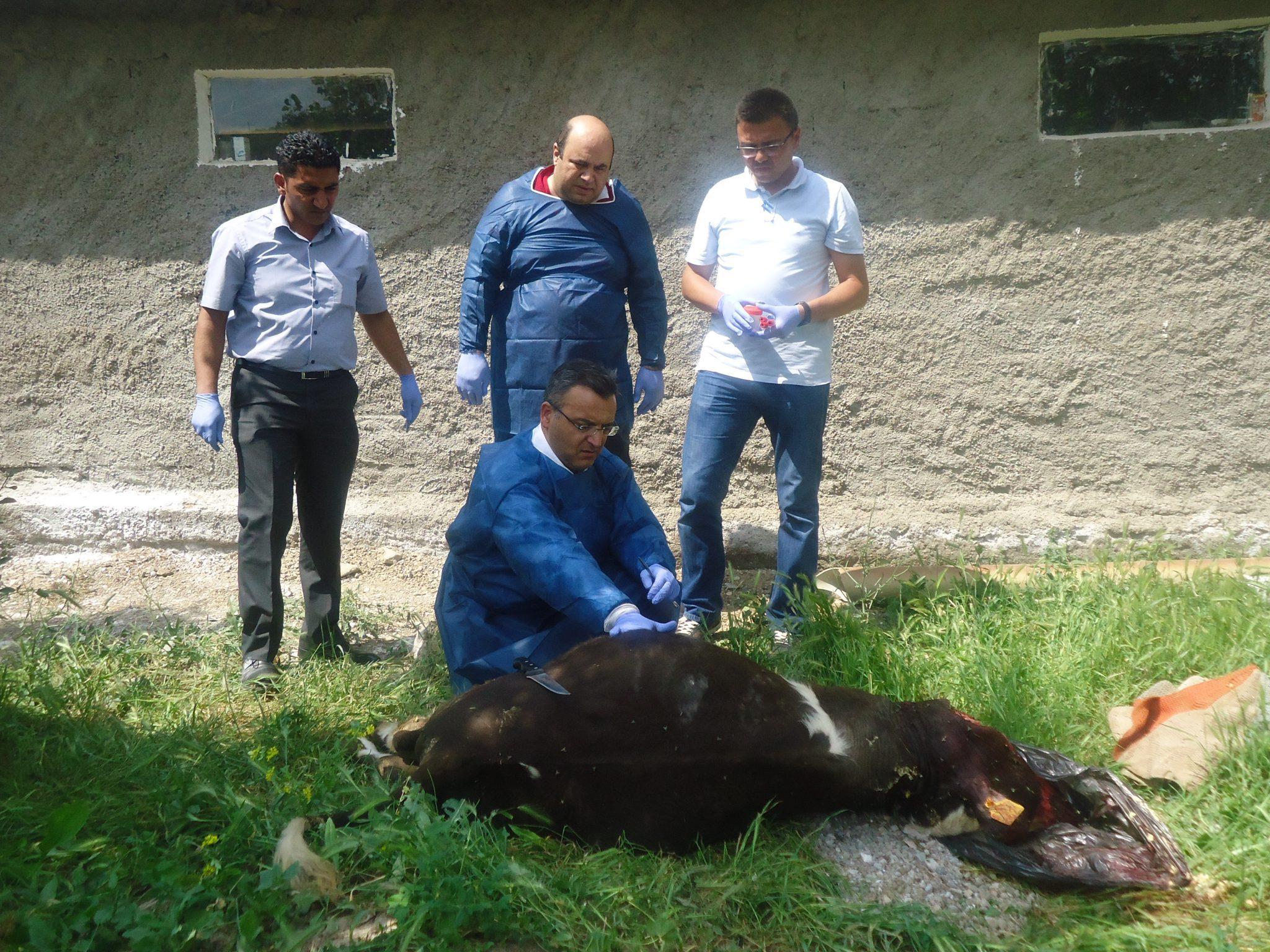 Delice’de şarbon karantinası - Kırıkkale Haber, Son Dakika Kırıkkale Haberleri