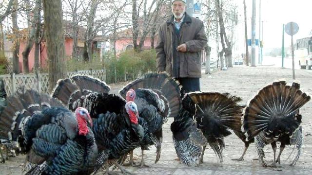 En ucuz yılbaşı hindisi 75 lira - Kırıkkale Haber, Son Dakika Kırıkkale Haberleri