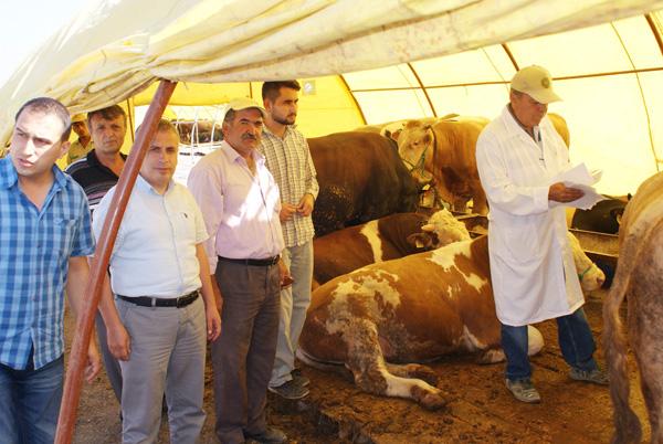 Hayvan pazarına ruhsat denetimi - Kırıkkale Haber, Son Dakika Kırıkkale Haberleri