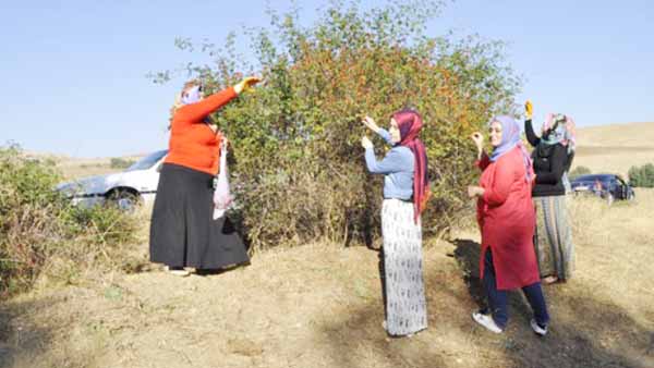 Kuşburnu ile kışa hazırlık - Kırıkkale Haber, Son Dakika Kırıkkale Haberleri