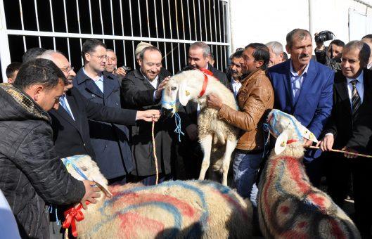 100 Damızlık Koç dağıtıldı - Kırıkkale Haber, Son Dakika Kırıkkale Haberleri