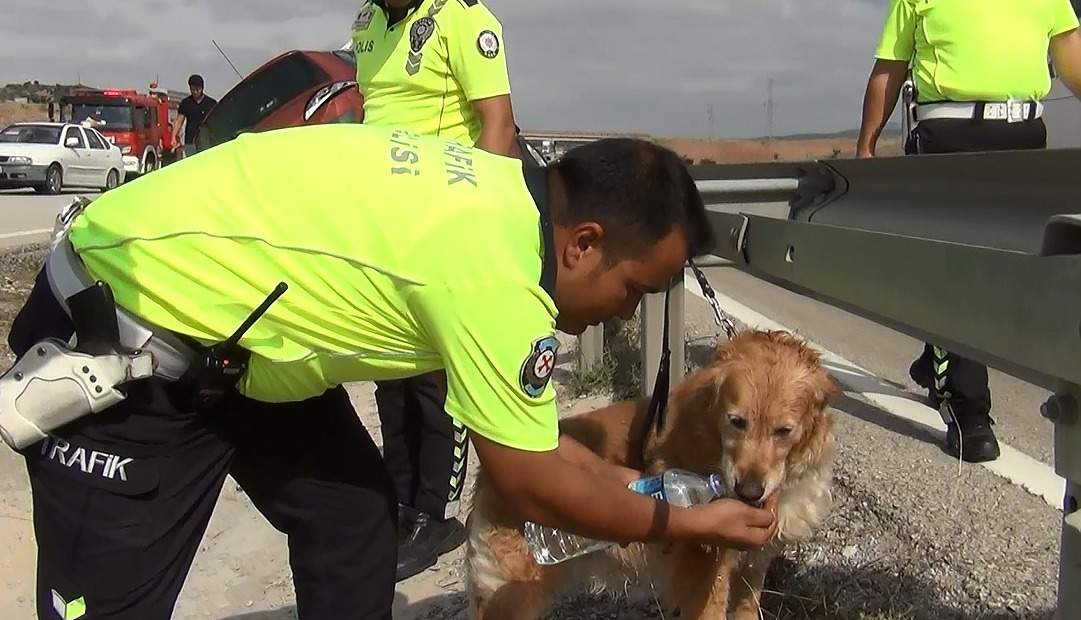 Kaza yapan otomobilde bulunan köpeğe yardım eli - Kırıkkale Haber, Son Dakika Kırıkkale Haberleri