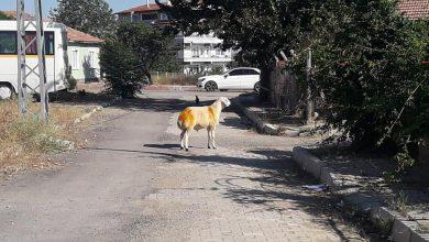 Kurbanlık koç 6 saat sonra yakalanabildi - Kırıkkale Haber, Son Dakika Kırıkkale Haberleri