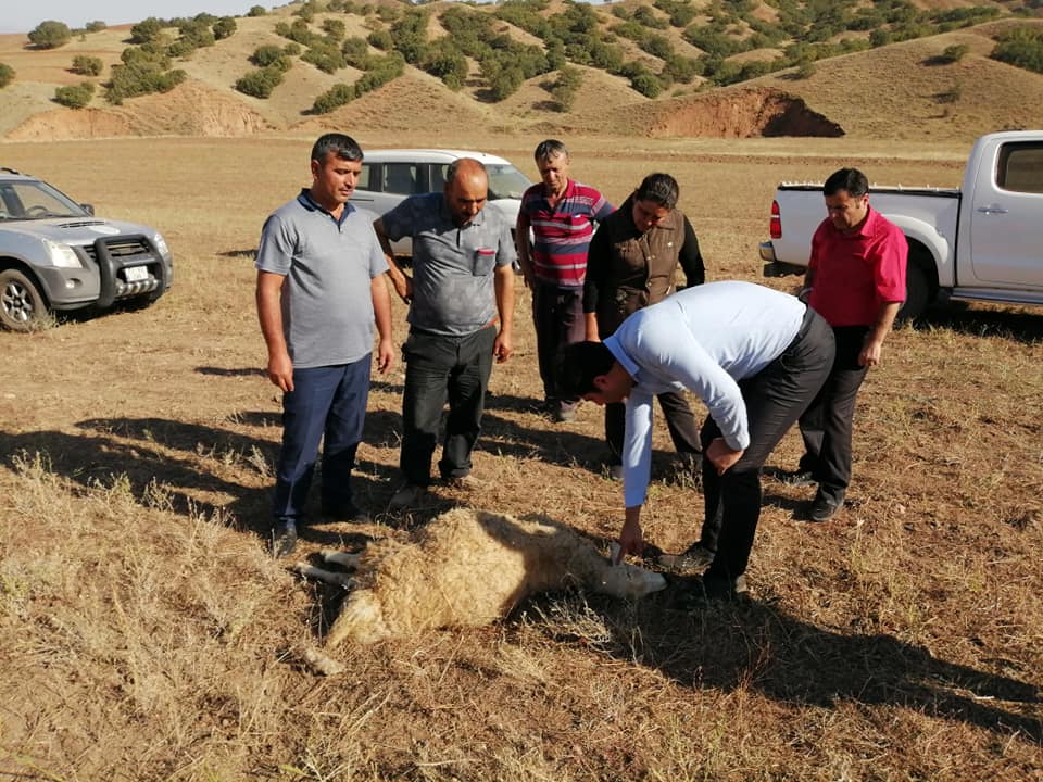 BU KEZ DE 10 HAYVANI TELEF OLDU - Kırıkkale Haber, Son Dakika Kırıkkale Haberleri