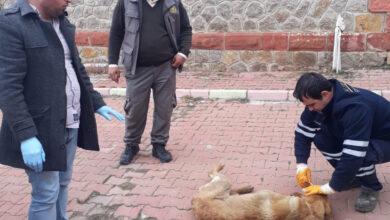 Yaralı Köpeğe Belediye Sahip Çıktı - Kırıkkale Haber, Son Dakika Kırıkkale Haberleri