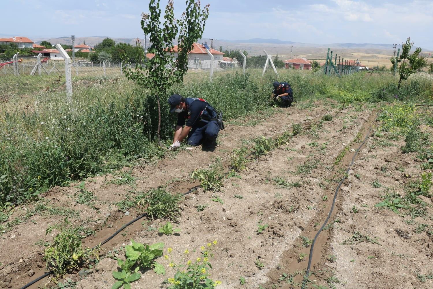 Kırıkkale’de 112 kök kenevir bitkisi ele geçirildi - Kırıkkale Haber, Son Dakika Kırıkkale Haberleri