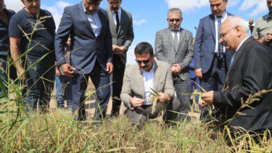 Sulakyurt’ta çeltik hasadı yapıldı - Kırıkkale Haber, Son Dakika Kırıkkale Haberleri