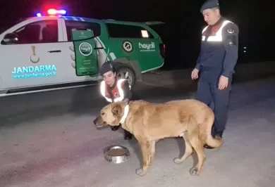 Sokak Köpeklerine Reflektörlü Tasma - Kırıkkale Haber, Son Dakika Kırıkkale Haberleri