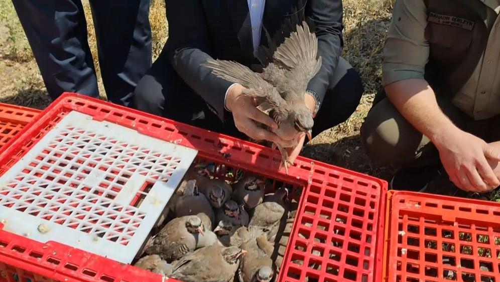 Jandarmadan Kırıkkale’de Kaçak Kazı Operasyonu - Kırıkkale Haber, Son Dakika Kırıkkale Haberleri