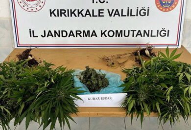 Delice'de Bahçeye Ekilmiş Kenevir Yakalandı - Kırıkkale Haber, Son Dakika Kırıkkale Haberleri