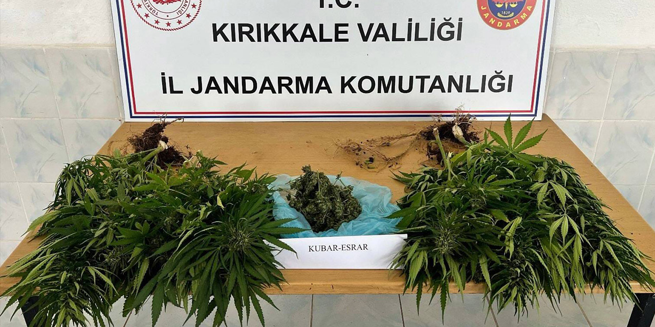 Delice'de Bahçeye Ekilmiş Kenevir Yakalandı - Kırıkkale Haber, Son Dakika Kırıkkale Haberleri