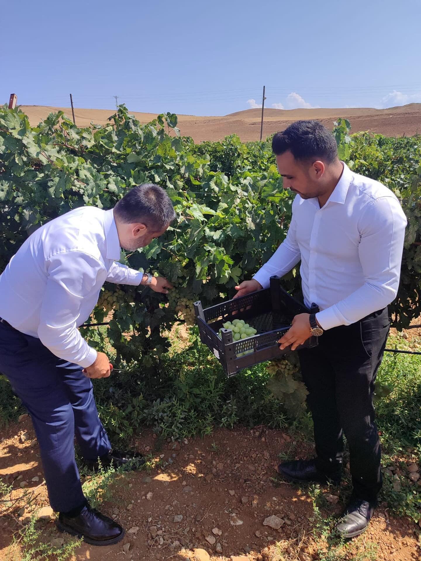 Milletvekili Mustafa Kaplan Delice'de Üzüm Hasadına Katıldı - Kırıkkale Haber, Son Dakika Kırıkkale Haberleri