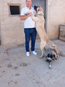 Delice'de Kangal Köpekleri Yetiştiriliyor - Kırıkkale Haber, Son Dakika Kırıkkale Haberleri