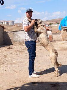 Delice'de Kangal Köpekleri Yetiştiriliyor - Kırıkkale Haber, Son Dakika Kırıkkale Haberleri